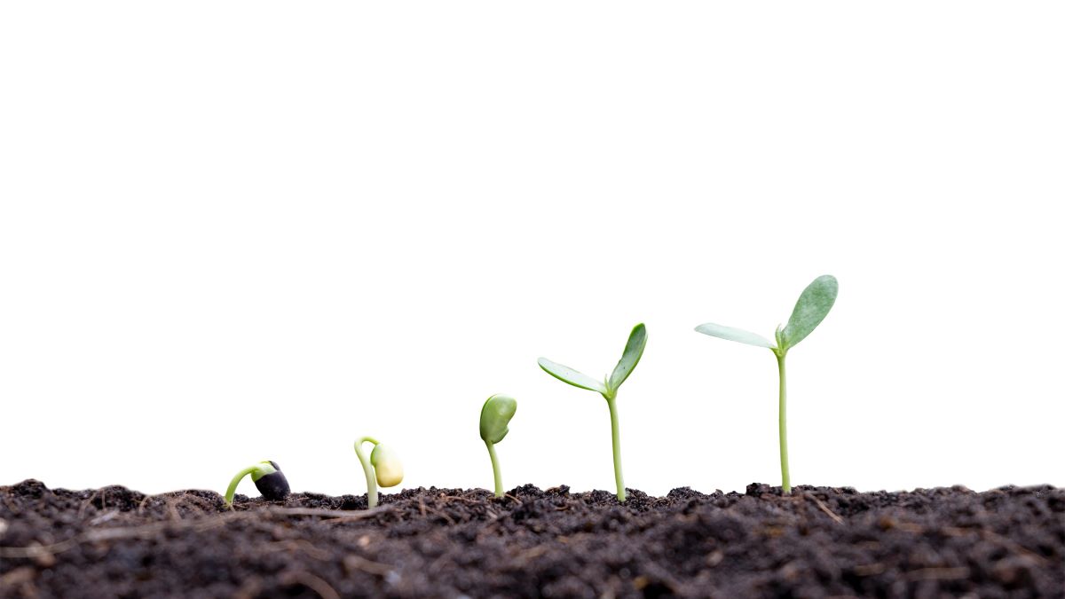 Small Plant Growing Out Soil White